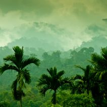 Big Data is Saving the Biodiversity of Tropical Rainforests